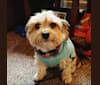 Photo of Mahrli, a Bichon Frise and Yorkshire Terrier mix in Canton, Ohio, USA