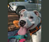 Photo of Reba Snackentire, an American Pit Bull Terrier and American Staffordshire Terrier mix in Lawton, Oklahoma, USA