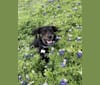 Chrysanthemum, a Labrador Retriever and Maltese mix tested with EmbarkVet.com
