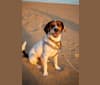 Beau, a Beagle and Rat Terrier mix tested with EmbarkVet.com