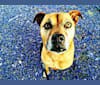 Yogi, an American Pit Bull Terrier and American Bulldog mix tested with EmbarkVet.com