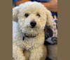 Dodger, a Poodle (Small) and Maltese mix tested with EmbarkVet.com