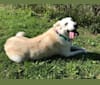 Kodiak, a Great Pyrenees and German Shepherd Dog mix tested with EmbarkVet.com