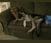 Emmy, a German Shepherd Dog tested with EmbarkVet.com