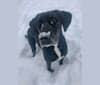 Kobi, a Labrador Retriever and Beagle mix tested with EmbarkVet.com