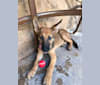Finn, a German Shepherd Dog and Australian Cattle Dog mix tested with EmbarkVet.com