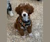 Benny, a Poodle (Small) tested with EmbarkVet.com