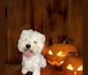 Mr. Beau Jangles, a West Highland White Terrier tested with EmbarkVet.com