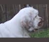 Photo of Geoff, a Clumber Spaniel  in Lake Charles, LA, USA