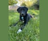 Photo of Belle, a Great Pyrenees, Labrador Retriever, Vizsla, and Treeing Walker Coonhound mix in Emporia, Kansas, USA