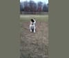 Leila, a German Shepherd Dog and Golden Retriever mix tested with EmbarkVet.com