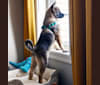 Bjorn, a Norwegian Elkhound tested with EmbarkVet.com