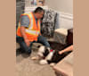Greyson Rosales, an Old English Sheepdog tested with EmbarkVet.com