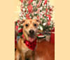 Nahla, a Mountain Cur and Great Pyrenees mix tested with EmbarkVet.com