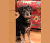 Max, an American Eskimo Dog and Beagle mix tested with EmbarkVet.com