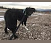 Aloe Vera, a Rottweiler and Border Collie mix tested with EmbarkVet.com