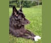 Kelly, a Border Collie and Canadian Eskimo Dog mix tested with EmbarkVet.com
