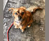 Skinny Pete, a Chihuahua tested with EmbarkVet.com