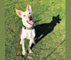 Harley, a Formosan Mountain Dog and Labrador Retriever mix tested with EmbarkVet.com