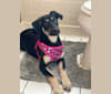 Nala Gholson, a German Shepherd Dog and Mountain Cur mix tested with EmbarkVet.com