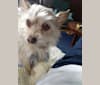 Photo of Daisy, a Chihuahua, Poodle (Small), and Miniature Pinscher mix in Isom, KY, USA