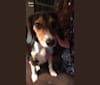 Charlie, a Beagle tested with EmbarkVet.com