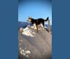 Titan, an Australian Cattle Dog and German Shepherd Dog mix tested with EmbarkVet.com