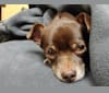 Peanut, a Chihuahua and Miniature Pinscher mix tested with EmbarkVet.com