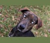 Macie Blu, a Mountain Cur (11.4% unresolved) tested with EmbarkVet.com