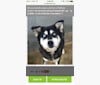 Daisy Mae, a Siberian Husky and Labrador Retriever mix tested with EmbarkVet.com