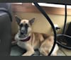 Echo, a German Shepherd Dog and Alaskan Malamute mix tested with EmbarkVet.com