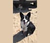 Photo of Ryder, a Siberian Husky, Australian Cattle Dog, Labrador Retriever, and Mixed mix in Watsonville, California, USA