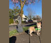 Photo of Conner, a Chihuahua, American Pit Bull Terrier, Poodle (Small), and Mixed mix in Portland, Oregon, USA