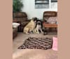 Calliope “Pup Pup” Johnson, a Mastiff tested with EmbarkVet.com