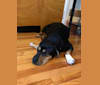 Ernie, an American Pit Bull Terrier and Beagle mix tested with EmbarkVet.com