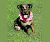 Sassy, a Catahoula Leopard Dog and Labrador Retriever mix tested with EmbarkVet.com