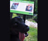Juno, a Labrador Retriever and Dachshund mix tested with EmbarkVet.com