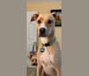 Gus, a Labrador Retriever and American Pit Bull Terrier mix tested with EmbarkVet.com