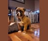 Benji, an American Pit Bull Terrier and Akita mix tested with EmbarkVet.com