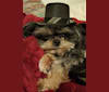 Princess Tippy, a Lhasa Apso and Poodle (Small) mix tested with EmbarkVet.com
