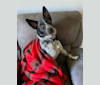 Daffy, an Australian Shepherd and Australian Cattle Dog mix tested with EmbarkVet.com