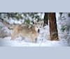 Florin, an Alaskan Malamute and German Shepherd Dog mix tested with EmbarkVet.com