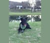 BRECKER, an Australian Cattle Dog and Australian Shepherd mix tested with EmbarkVet.com