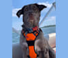 Dexter, a Labrador Retriever and Australian Shepherd mix tested with EmbarkVet.com