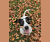 [Uncle] Fester, an Australian Cattle Dog and Russell-type Terrier mix tested with EmbarkVet.com
