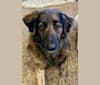 Alta, an American Village Dog tested with EmbarkVet.com
