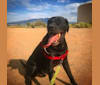 Max, a Rottweiler and Labrador Retriever mix tested with EmbarkVet.com