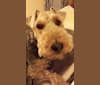Riley, a Welsh Terrier tested with EmbarkVet.com