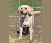 SNOOKIE, a Labrador Retriever tested with EmbarkVet.com
