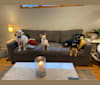Benjamin, an American Pit Bull Terrier and German Shepherd Dog mix tested with EmbarkVet.com